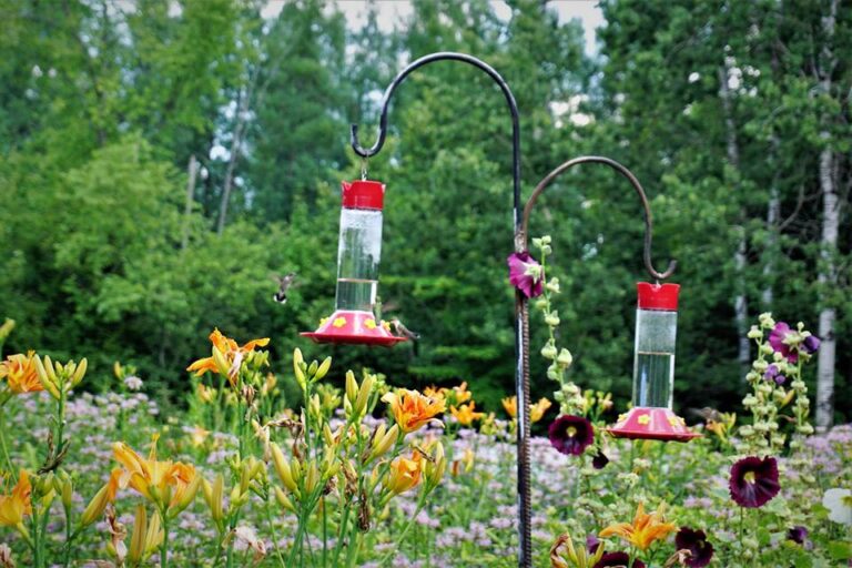 hummingbirds at feeder