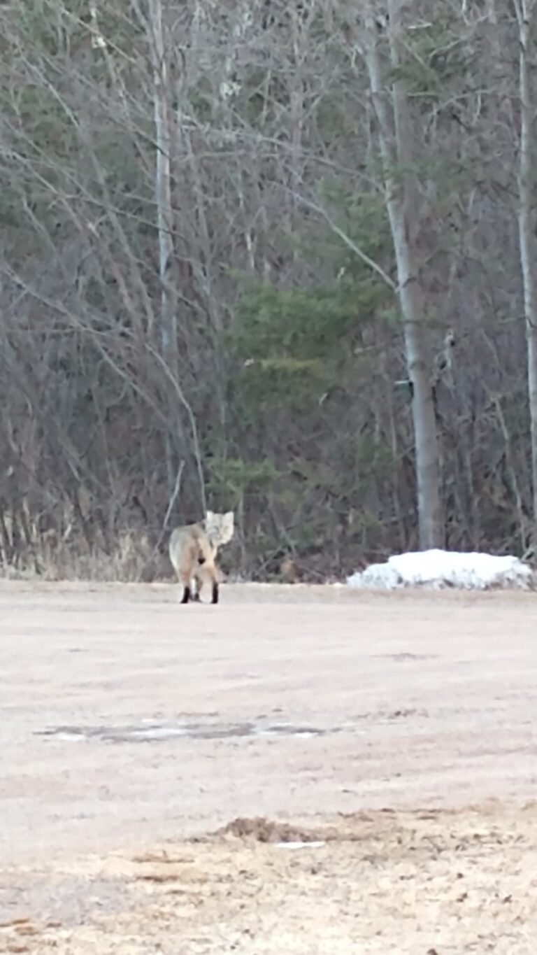 bobcat
