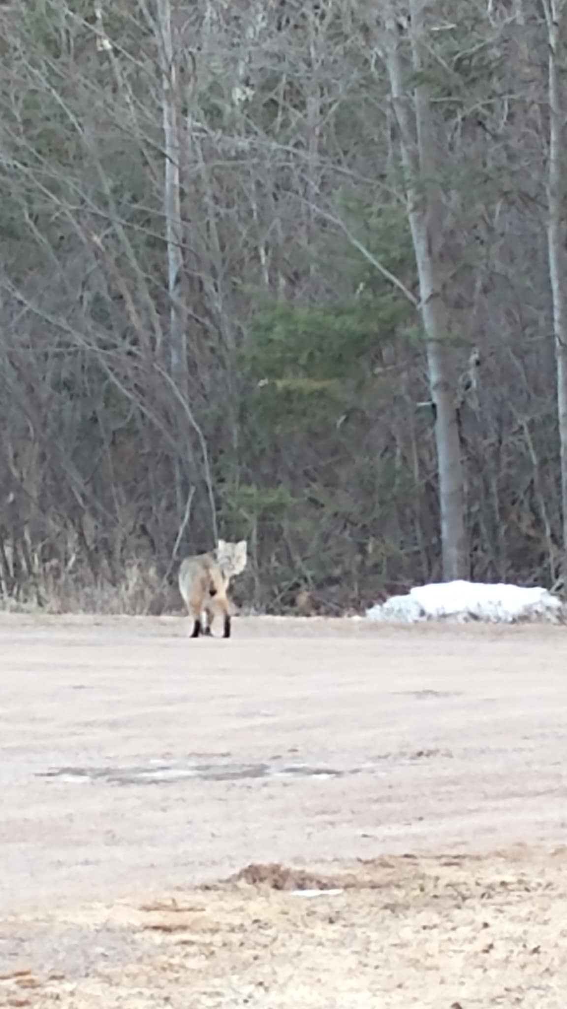 bobcat